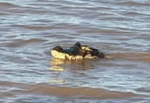 Susto en Rosario: apareció un yacaré gigante en la costa