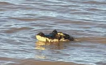 Susto en Rosario: apareció un yacaré gigante en la costa