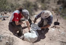 Hallan en Río Negro un cocodrilo de 85 millones de años: qué diferencia hay con la especie actual