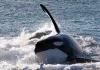 Las orcas cautivan a los turistas en Península Valdés