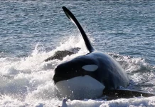 Las orcas cautivan a los turistas en Península Valdés