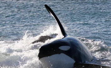 Las orcas cautivan a los turistas en Península Valdés