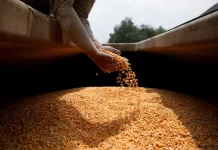 El Gobierno propone un nuevo sistema de control de semillas para mejorar la fiscalización