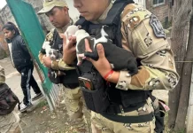 Salta: rescataron a diez perros pitbull que eran víctimas de maltrato animal