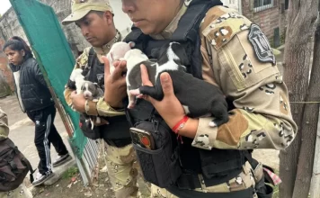 Salta: rescataron a diez perros pitbull que eran víctimas de maltrato animal