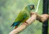Buscan devolver a Argentina una especie que se extinguió del país hace décadas