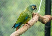 Buscan devolver a Argentina una especie que se extinguió del país hace décadas