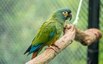 Buscan devolver a Argentina una especie que se extinguió del país hace décadas