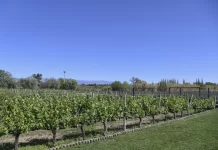 El Gobierno nacional finalizó el Plan Estratégico Vitivinícola 2020