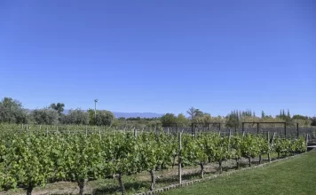 El Gobierno nacional finalizó el Plan Estratégico Vitivinícola 2020