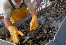 El sector pesquero tuvo un crecimiento interanual del 31,6%, anunció el INDEC