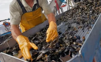 El sector pesquero tuvo un crecimiento interanual del 31,6%, anunció el INDEC