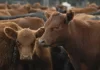 La faena vacuna cayó al nivel más bajo en décadas y el consumo de carne por habitante sigue en descenso