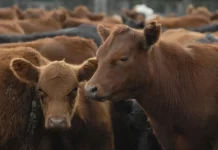 La faena vacuna cayó al nivel más bajo en décadas y el consumo de carne por habitante sigue en descenso