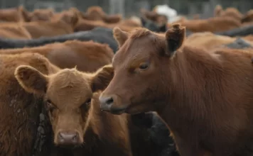 La faena vacuna cayó al nivel más bajo en décadas y el consumo de carne por habitante sigue en descenso