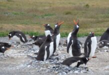 Cambio climático: pingüinos papúa en riesgo por el aumento de temperaturas en Tierra del Fuego