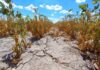 Economía declaró la emergencia agropecuaria en Chubut, Río Negro y departamentos de Mendoza