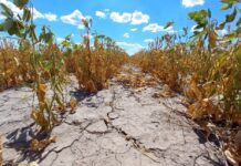 Economía declaró la emergencia agropecuaria en Chubut, Río Negro y departamentos de Mendoza