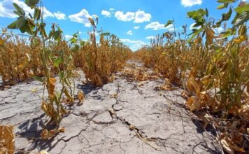 Economía declaró la emergencia agropecuaria en Chubut, Río Negro y departamentos de Mendoza