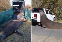 Cómo fue el operativo para regresar al mar al elefante marino que apareció en Ensenada