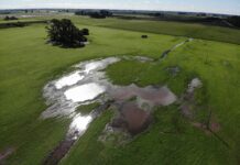 “Enorme adversario”: proyectaron una caída de 500.000 hectáreas en la siembra de trigo con un factor determinante