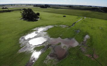 “Enorme adversario”: proyectaron una caída de 500.000 hectáreas en la siembra de trigo con un factor determinante