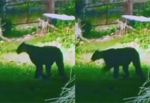 ¿Dónde está el puma suelto? Los vecinos de Escobar siguen en alerta por la presencia del animal en la zona del Country Náutico