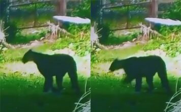 ¿Dónde está el puma suelto? Los vecinos de Escobar siguen en alerta por la presencia del animal en la zona del Country Náutico