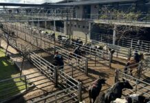 Vacunos: oferta moderada y precios con altibajos en el Mercado Agroganadero de Cañuelas
