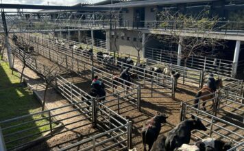 Vacunos: oferta moderada y precios con altibajos en el Mercado Agroganadero de Cañuelas