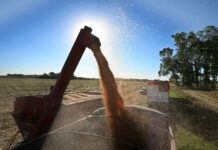 Medida oficial: extienden la baja gradual de las retenciones al maíz, el girasol y el sorgo