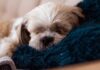 Dónde deben dormir los perros cuando hace frío, según los veterinarios