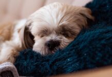 Dónde deben dormir los perros cuando hace frío, según los veterinarios