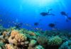 Qué pasó con los cinco italianos que murieron en Maldivas durante una excursión de buceo