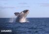 Llegaron las ballenas a Península Valdés: son muchas, se aparean y están con sus crías