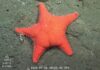 Después de «la estrella culona», científicos del CONICET vuelven a explorar el Mar Argentino: cuándo