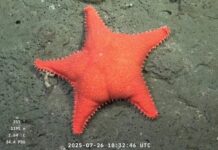 Después de «la estrella culona», científicos del CONICET vuelven a explorar el Mar Argentino: cuándo
