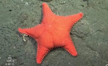 Después de «la estrella culona», científicos del CONICET vuelven a explorar el Mar Argentino: cuándo