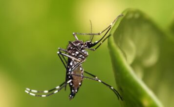 Día Mundial del Dengue: importancia de la prevención frente a una amenaza global en expansión