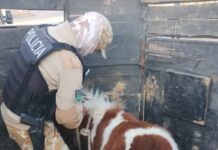 Insólito: se robó un poni en Mendoza y lo puso a la venta por internet
