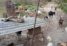 Hallaron cinco cachorros muertos en Salta e investigan si sufrían maltrato animal