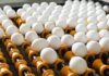 Argentina impulsa exportaciones de cerdo y huevos: marcaron récord en el primer cuatrimestre