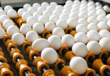 Argentina impulsa exportaciones de cerdo y huevos: marcaron récord en el primer cuatrimestre