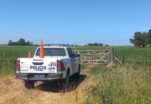 Le robaron 52 terneros valuados en unos US$50.000 y hay un dato que no logra explicar