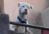 Rescataron a un dogo desnutrido de la casa de Barrelier, el único detenido por el crimen de Agostina Vega
