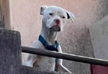Rescataron a un dogo desnutrido de la casa de Barrelier, el único detenido por el crimen de Agostina Vega