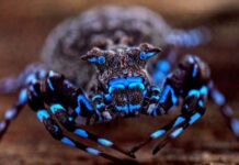 Sorprendente descubrimiento en África: una araña que brilla en la oscuridad y más de 70 especies inéditas