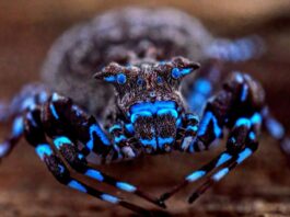 Sorprendente descubrimiento en África: una araña que brilla en la oscuridad y más de 70 especies inéditas