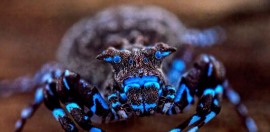 Sorprendente descubrimiento en África: una araña que brilla en la oscuridad y más de 70 especies inéditas