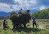 “Oro verde”: ya se exportaron más de 600.000 kilos de un condimento muy codiciado